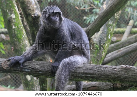 Black hair monkey