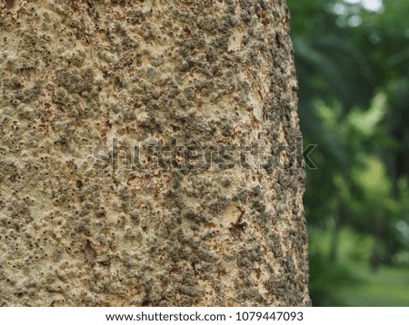 White siris tree bark texture closeup for background 