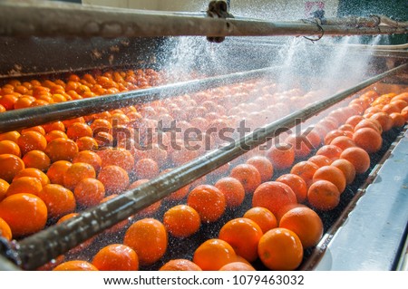The process of washing and cleaning of citrus fruits in a modern production line
