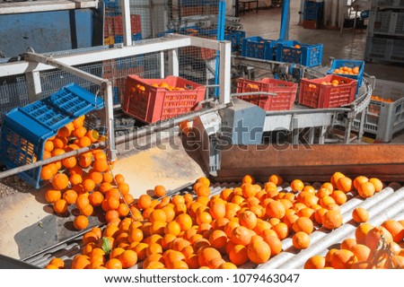 Tarocco oranges in an automatic carriage for the loading phase