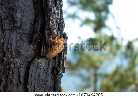 Royalty high-quality free stock image of cicada. Cicada in the wildlife nature habitat using as a background or wallpaper. Cicada insect stick on tree in tropical forest