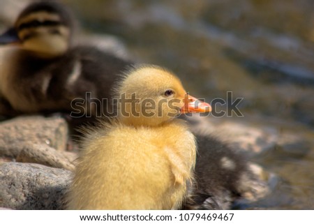Portrait of a newborn yellow duckling.
