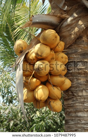 New Orange Coconuts