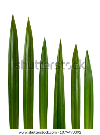 Pandan leaves on a white background
