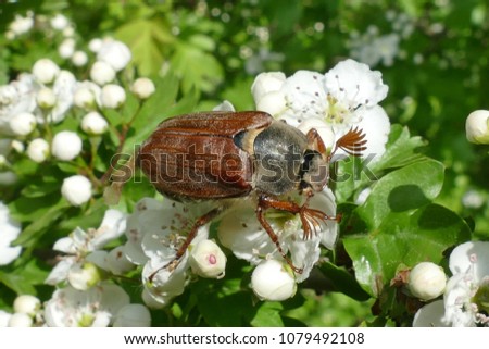 European cockchafer (Melolontha melolontha), crawling on a flowering
Crataegus shrub, commonly called hawthorn, thornapple or whitethorn in the last days of April near Hanover, Germany