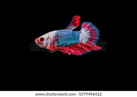 Fighting fish Red style Long tail Black backdrop