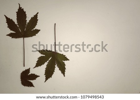  Natural composition with free space on vintage background. Styled minimalistic still life.