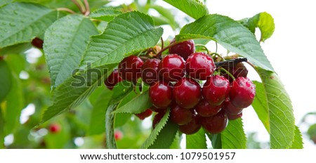 Cherries hanging on a cherry tree branch. Royalty-Free Stock Photo #1079501957
