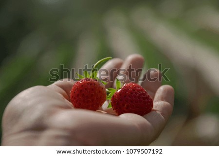 strawberry in the hand