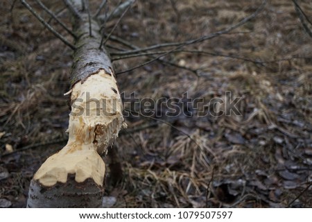 wood, bevelled, traces of beaver teeth