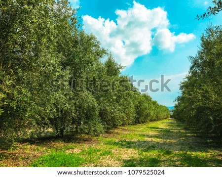 View inside of the forest on the trees. Trees grow in the middle of the forest.