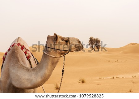 Close up picture of camel in a desert