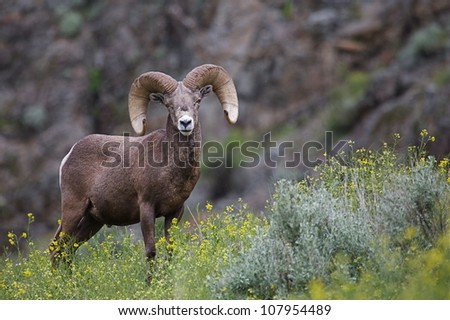 California Bighorn Sheep standing in a field with wildflowers in northern Washington, near the Canadian border; Pacific Northwest wildlife / outdoors / animal / nature Royalty-Free Stock Photo #107954489