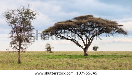 Two beautiful trees in Serengeti National Park, Tanzania