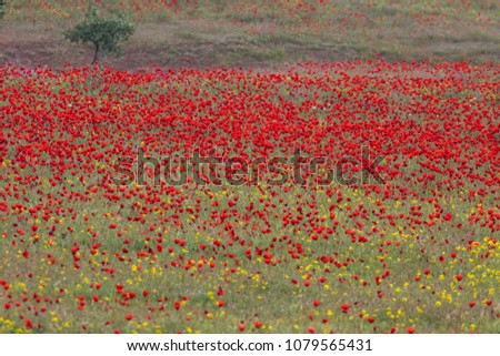 Poppy field in Southern part of Tajikistan.