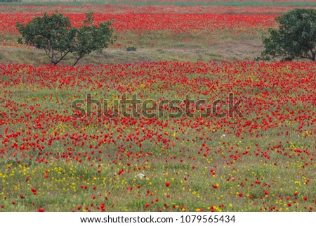Poppy field in Southern part of Tajikistan.