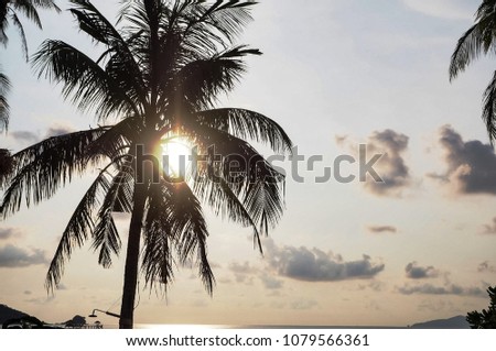 Coconut palm tree silhouettes at sunset. 