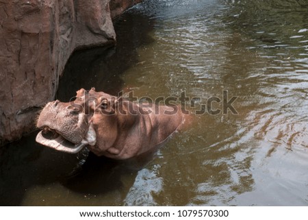 Close up hippopotamus, or hippo, mostly herbivorous mammal in water with open mouth and waiting for food from tourists. Thailand