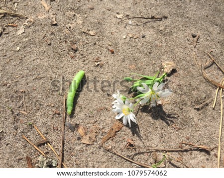The green caterpillar crawls along the ground near the daisy. Light green worm.