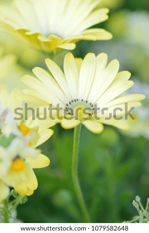 Macro texture of yellow colored Daisy flowers in spring garden