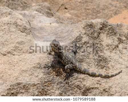 A lizard, reptile (Gekkonidae) sitting on a stone