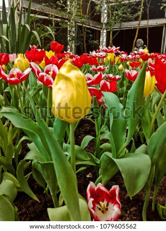Tulips in Thailand  growing up in the temperature control house. The people like go visit in Buriram province Thailand.