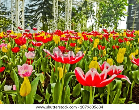 Tulips in Thailand  growing up in the temperature control house. The people like go visit in Buriram province Thailand.