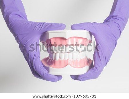 Female dentist hand in medical purple gloves holding teeth model. Royalty-Free Stock Photo #1079605781