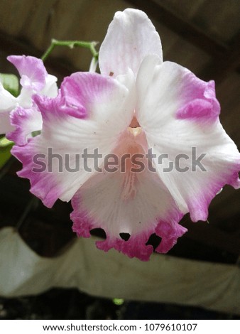 The sweet orchid has white and pink colors.Its shape is like a butterfly spreading its wings.