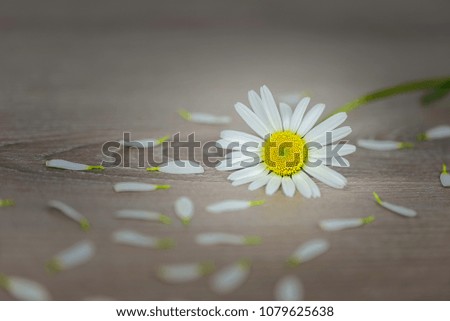 One flowers of daisies on a wooden board