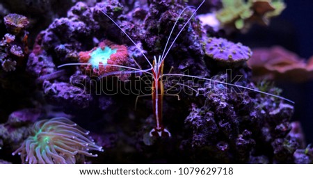 Cleaner shrimp in coral reef aquarium