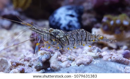 Mediterranean shrimp in aquarium