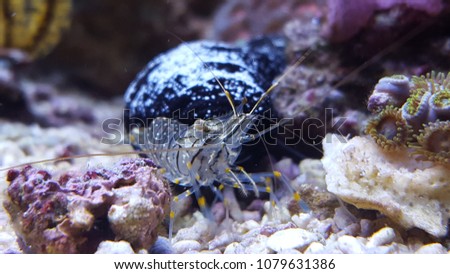 Mediterranean shrimp in aquarium