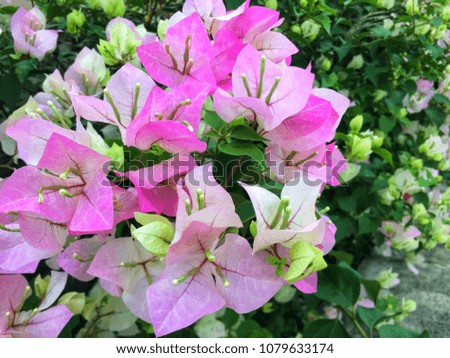 Bougainvillea, outdoor pink blossom flowers, close up in the evening light