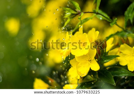 Dewy evening primroses in the flowerbed in the ornamental garden in a rainy day, nature and herb concept Royalty-Free Stock Photo #1079633225
