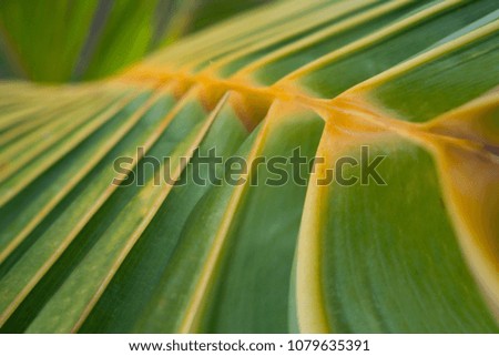 Green stripe like leave for a palm plant in nature