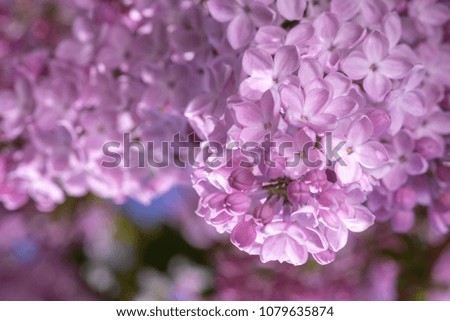 Blossoming pink lilac. Luxury lilac floral background. Spring flowering. Shallow depth of field.