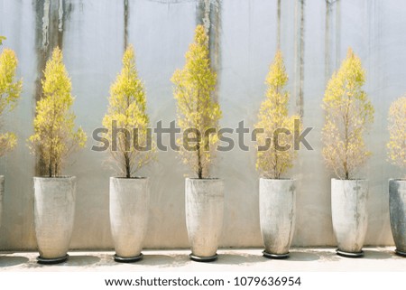 Trees in pots with concrete background