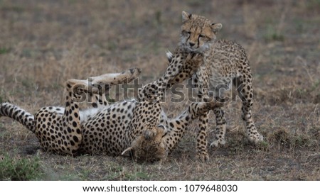 The pair of cheetahs is playing together. These are good pictures of wildlife. Photos were taken on short distance and with excellent light.