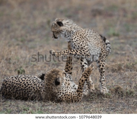 The pair of cheetahs is playing together. These are good pictures of wildlife. Photos were taken on short distance and with excellent light.