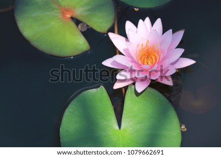 Pink water lily on pond