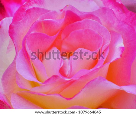 violet orange colored rose flower soft and airy close up as a natural background