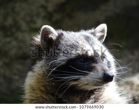 Raccoon Closeup picture