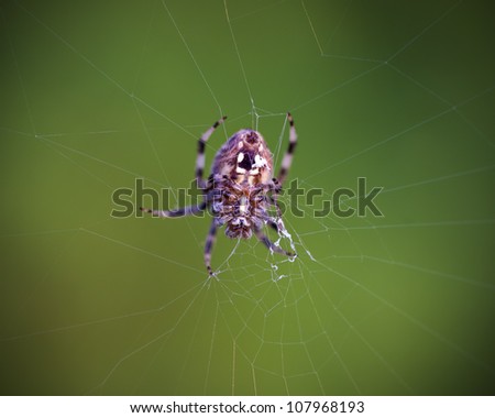A macro shot of a orb weaver spider spinning its web.