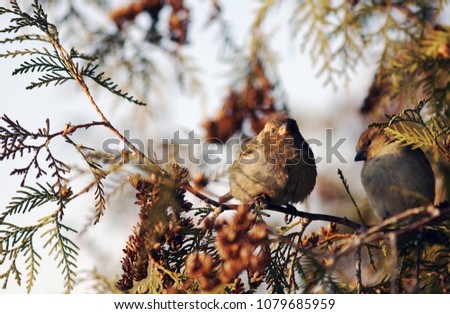 Sparrows on a branch wait for the cold spring, creating a picturesque picture.