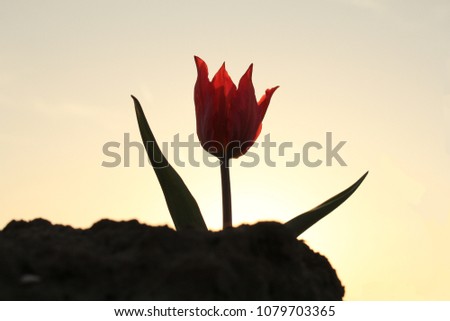 one beautiful special red flowering tulip in the soil in the evening in the fields with backlight in Holland