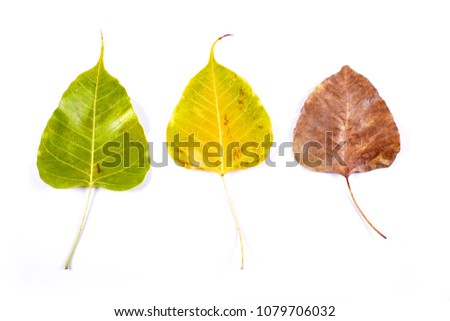 Different colors of isolated leaves