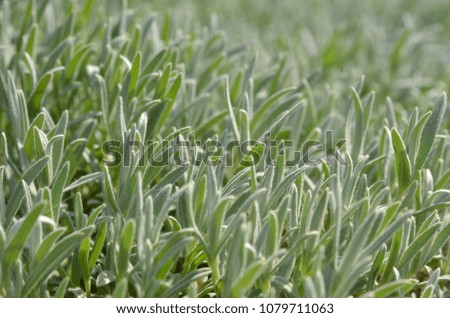 Arabis Alpina plant leaves close-up under back sunlight