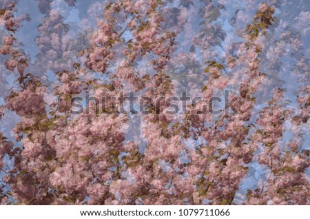 Overlapped images of Japanese cherry tree blossom. Nature abstract.