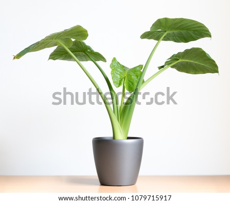 isolated Alocasia Portadora houseplant, elephants ear plant on table in front of white wall Royalty-Free Stock Photo #1079715917